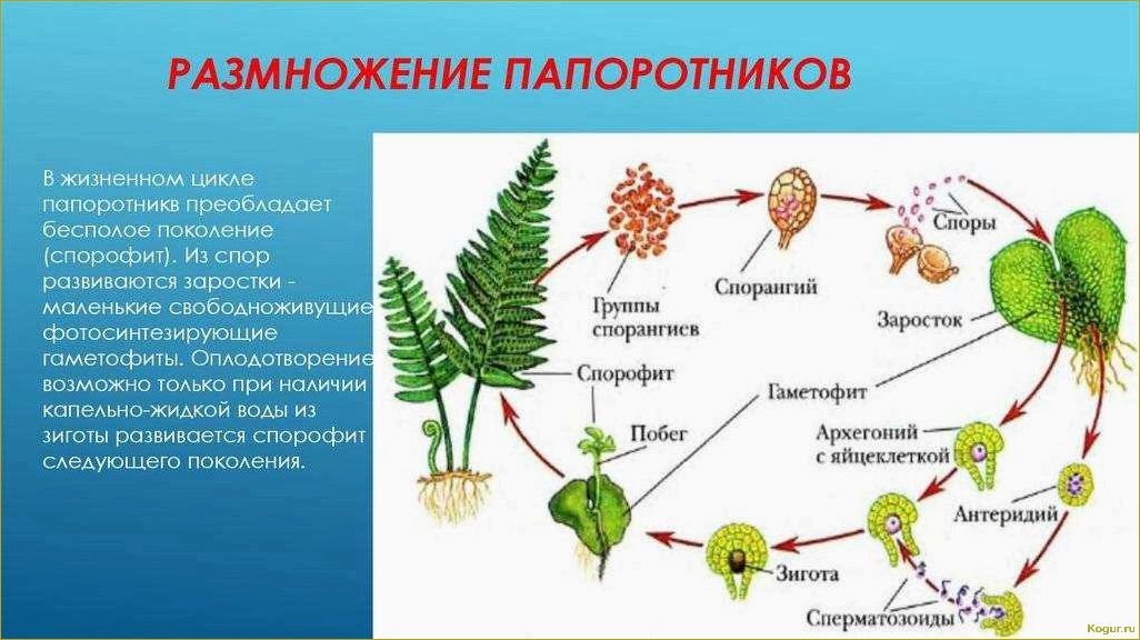 Садовый папоротник: как ухаживать, размножать и понять его строение