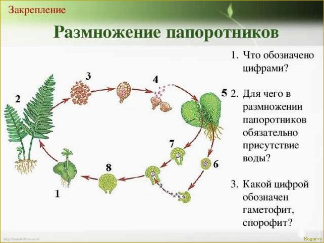 Садовый папоротник: как ухаживать, размножать и понять его строение