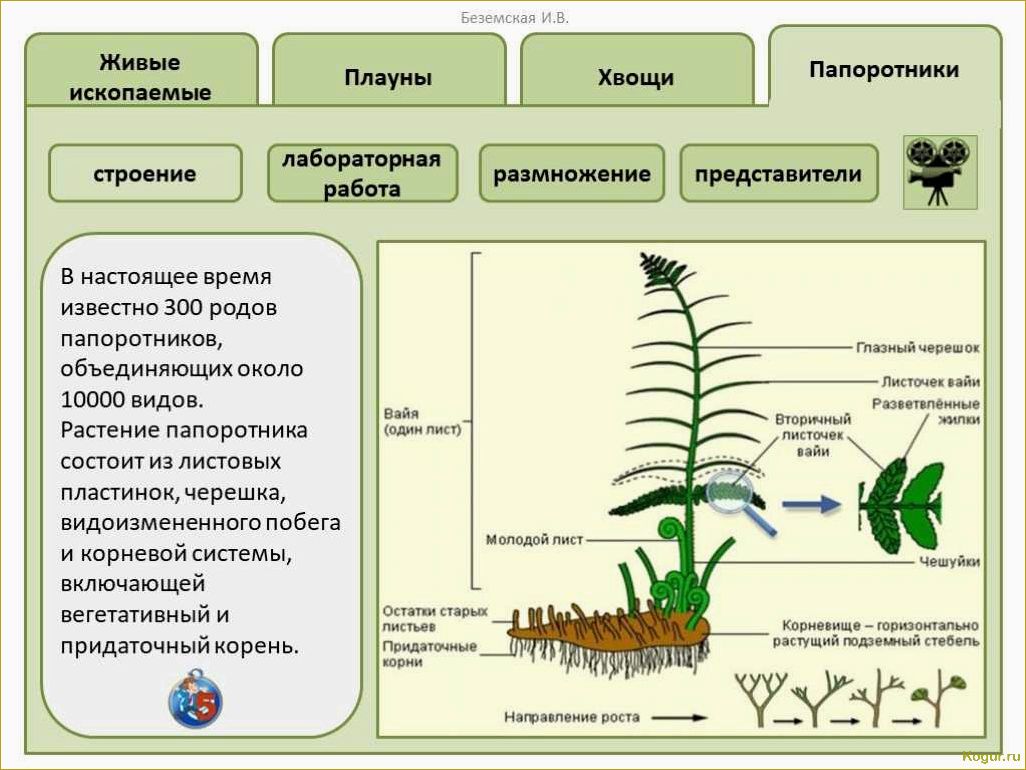 Садовый папоротник: как ухаживать, размножать и понять его строение