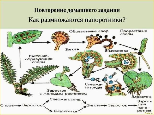 Садовый папоротник: как ухаживать, размножать и понять его строение