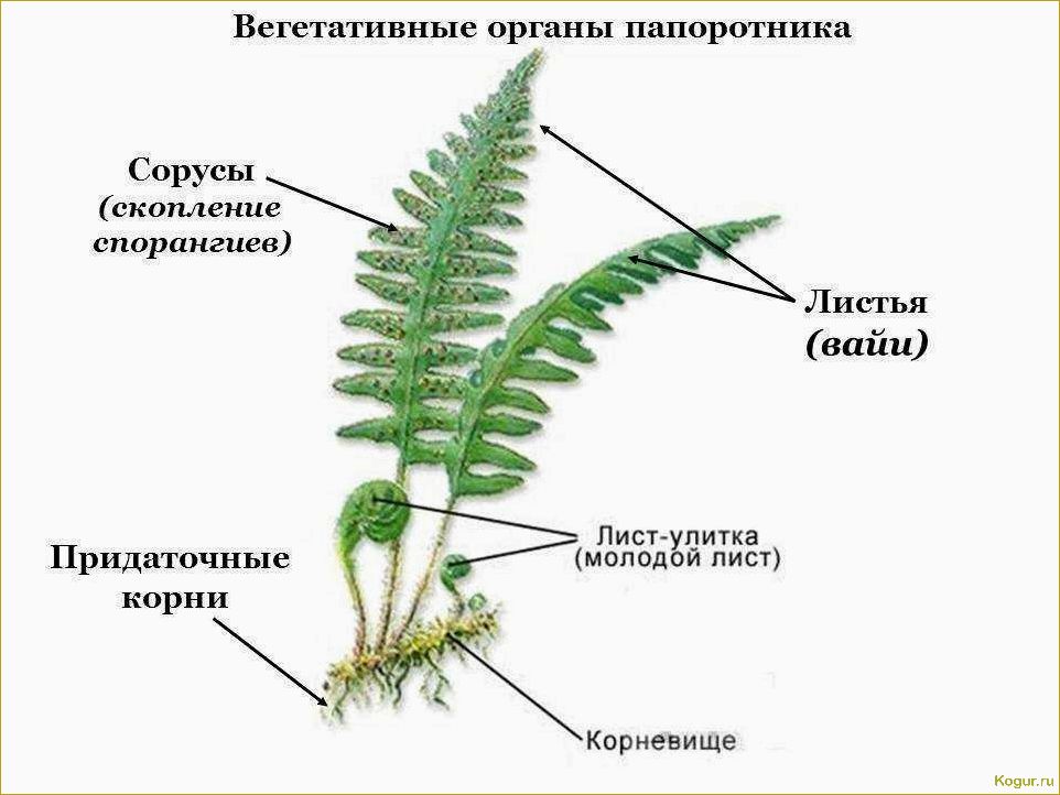 Садовый папоротник: как ухаживать, размножать и понять его строение