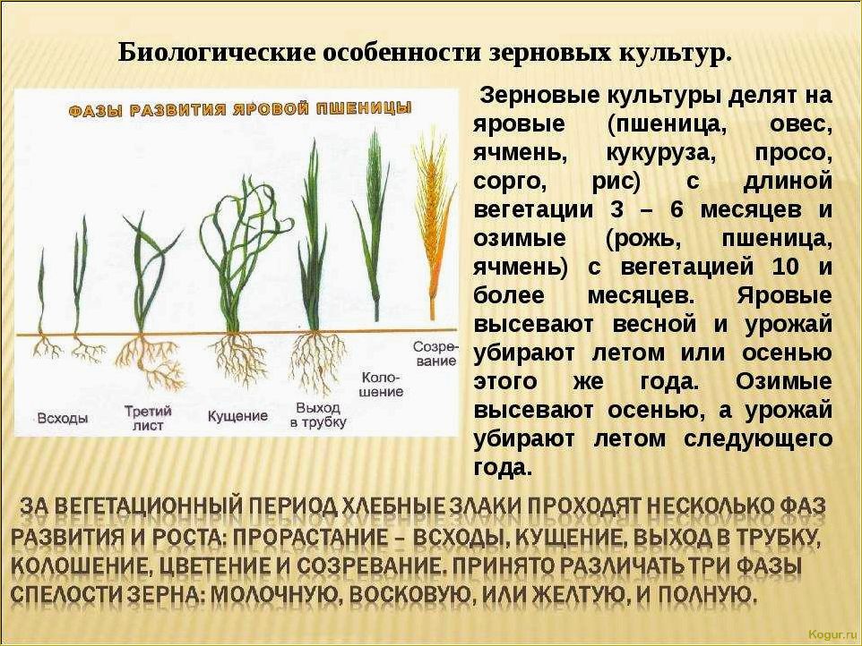 Особенности выращивания кукурузы