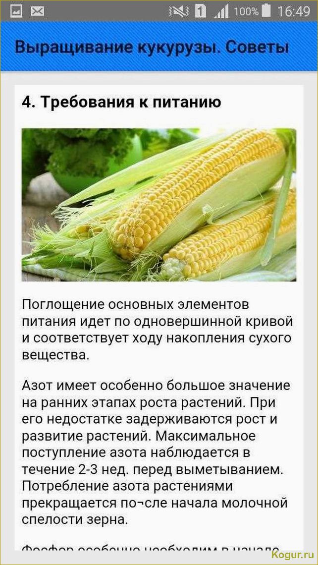 Особенности выращивания кукурузы