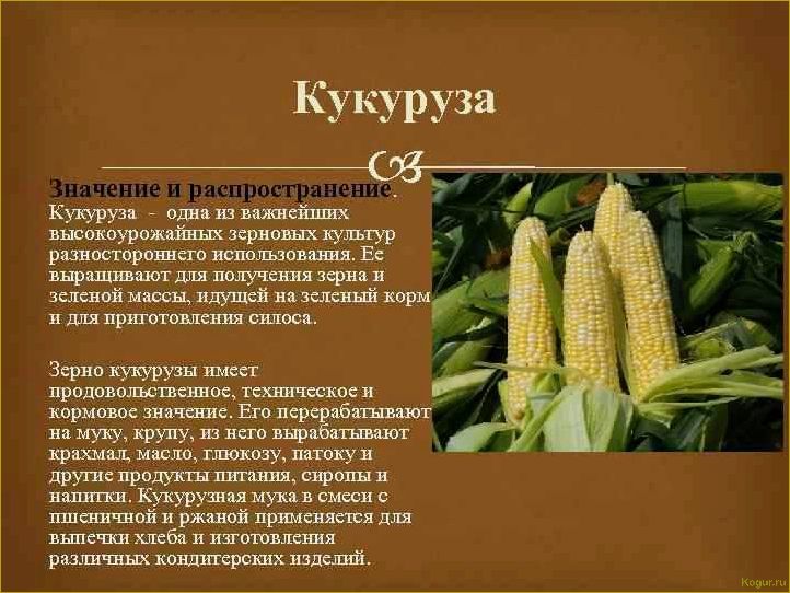 Особенности выращивания кукурузы