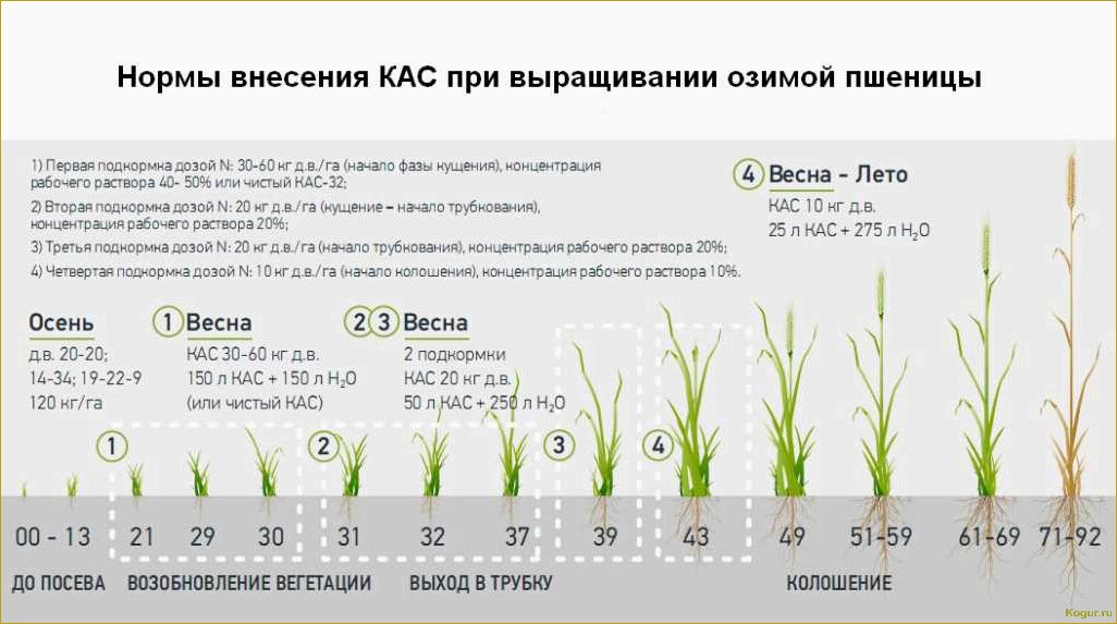 Особенности выращивания кукурузы