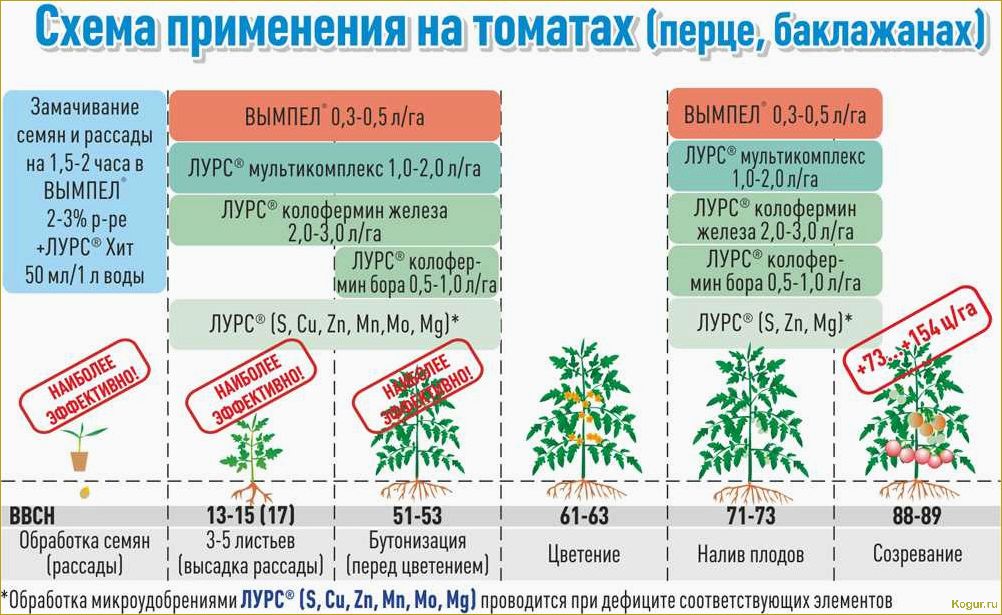 Как правильно выращивать помидоры: основные аспекты и секреты успеха