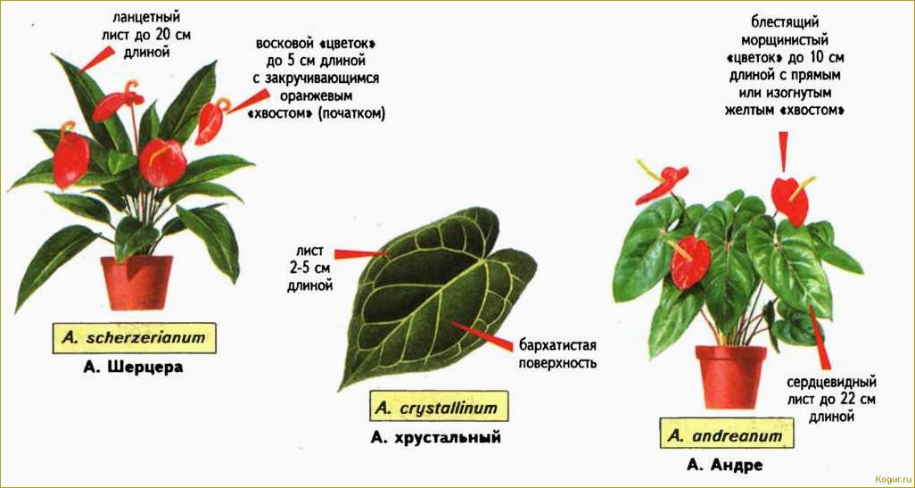 Особенности выращивания и ухода за антуриумом в домашних условиях