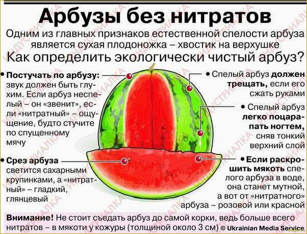 Осторожный подход в употреблении арбуза во время беременности