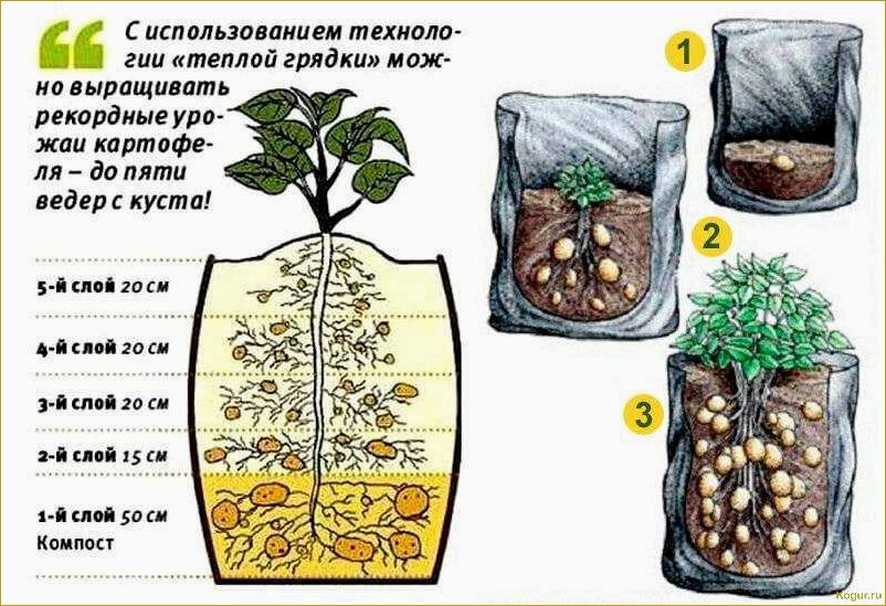 Практический опыт выращивания картофеля в мешках: отзывы и советы