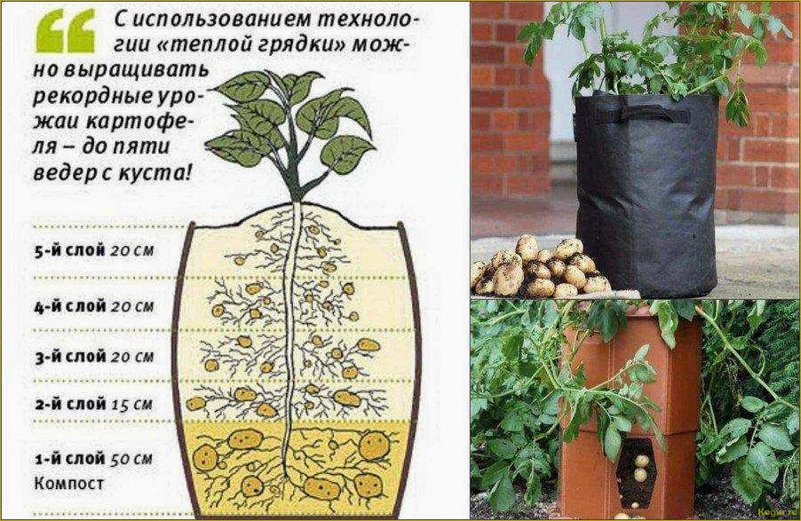 Практический опыт выращивания картофеля в мешках: отзывы и советы