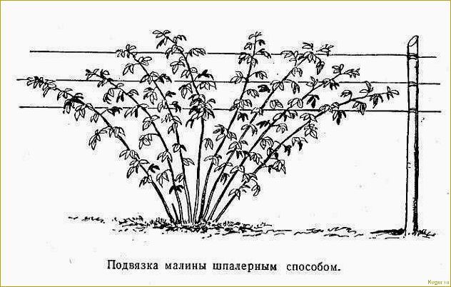 Почему шпалера необходима для выращивания ежевики