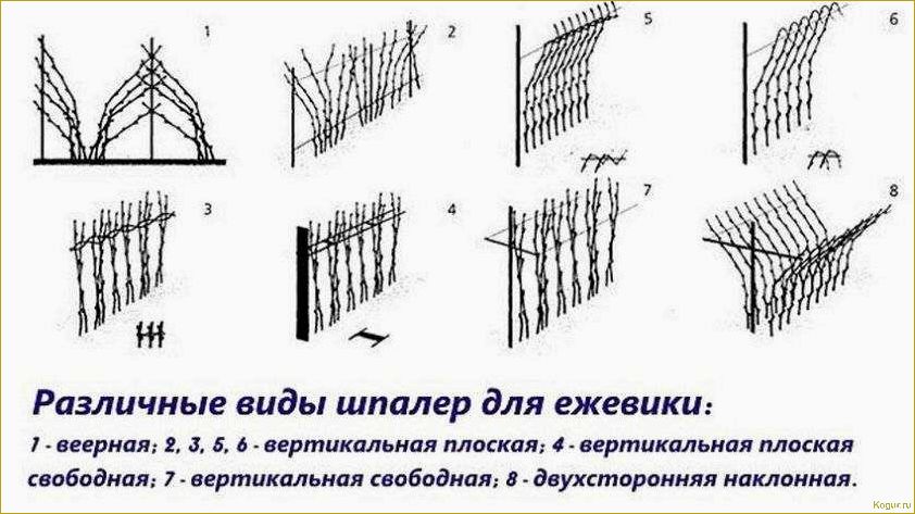 Почему шпалера необходима для выращивания ежевики