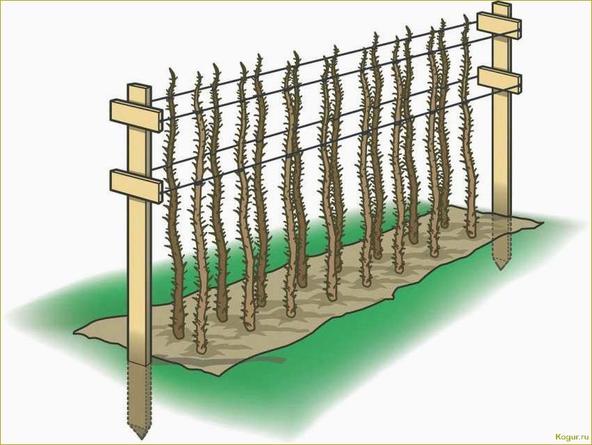 Почему шпалера необходима для выращивания ежевики