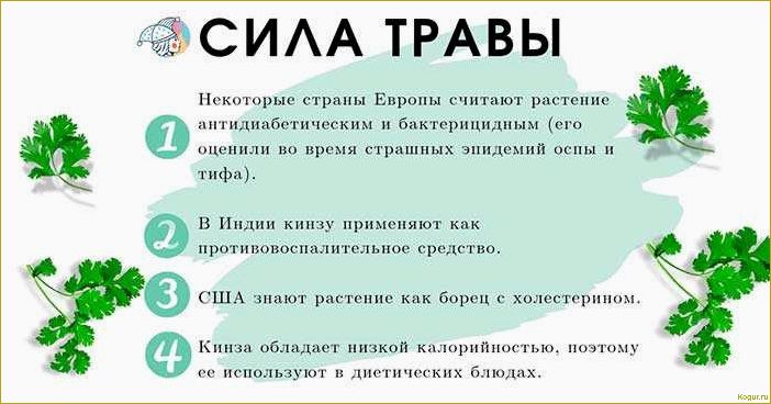 Полезные свойства кинзы и применение в народной медицине