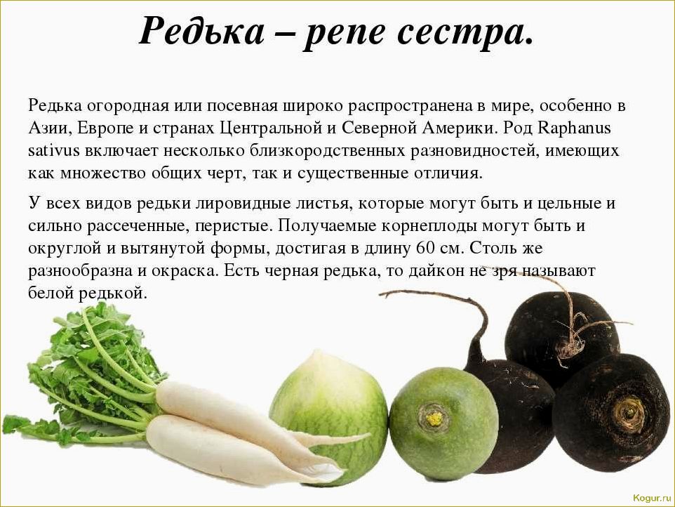 Польза и вред черной редьки