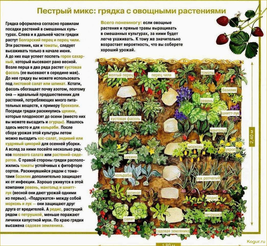 Увлекательные задачи для дачника на огородных грядках в августе