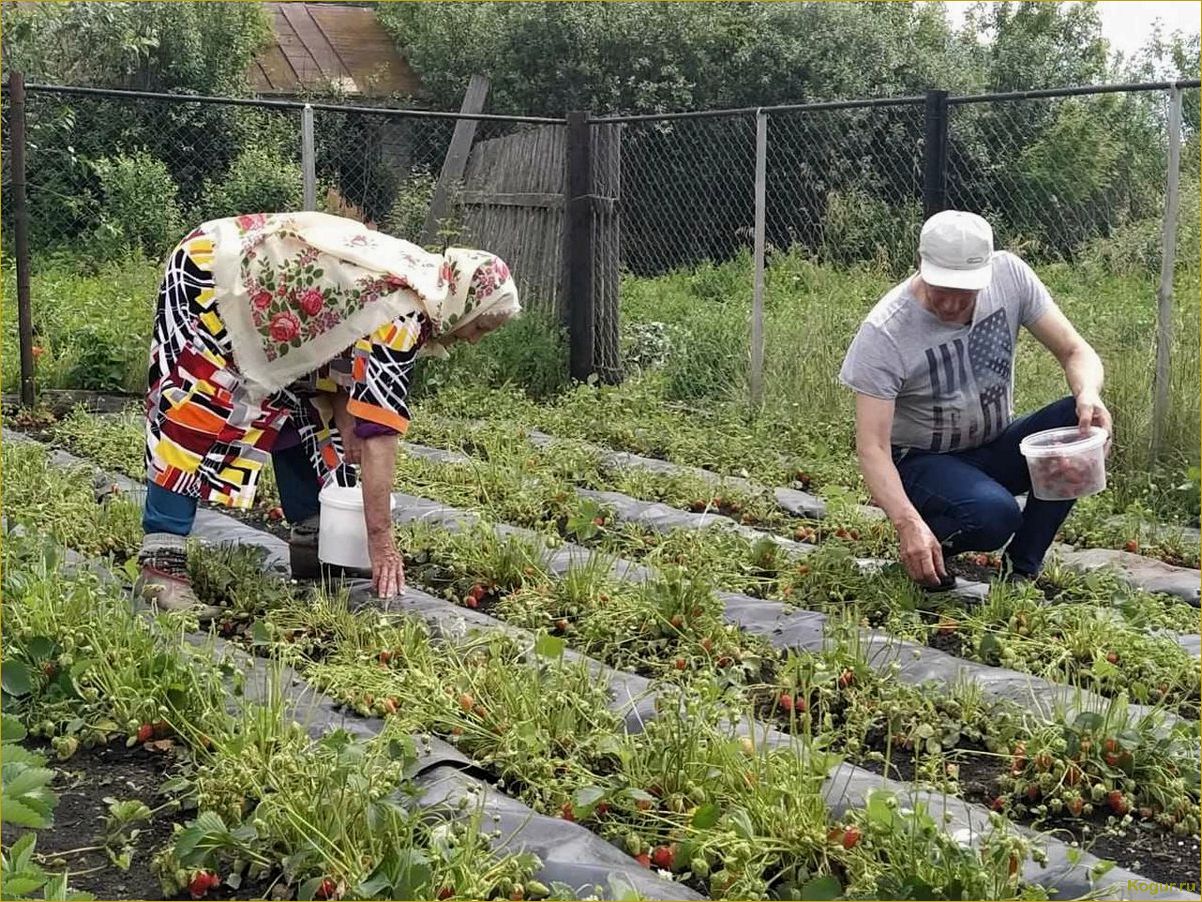 Увлекательные задачи для дачника на огородных грядках в августе