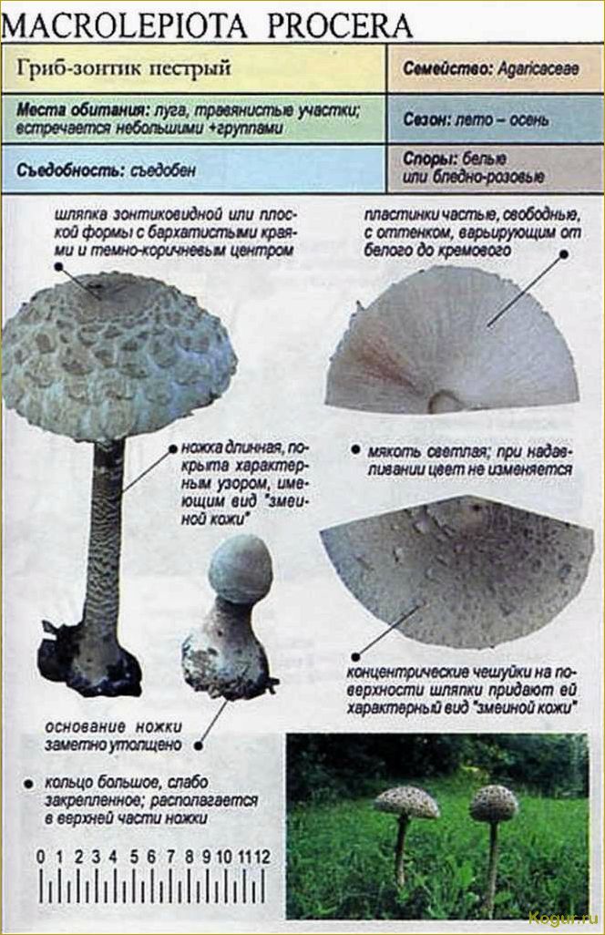 Съедобный и несъедобный гриб зонтик