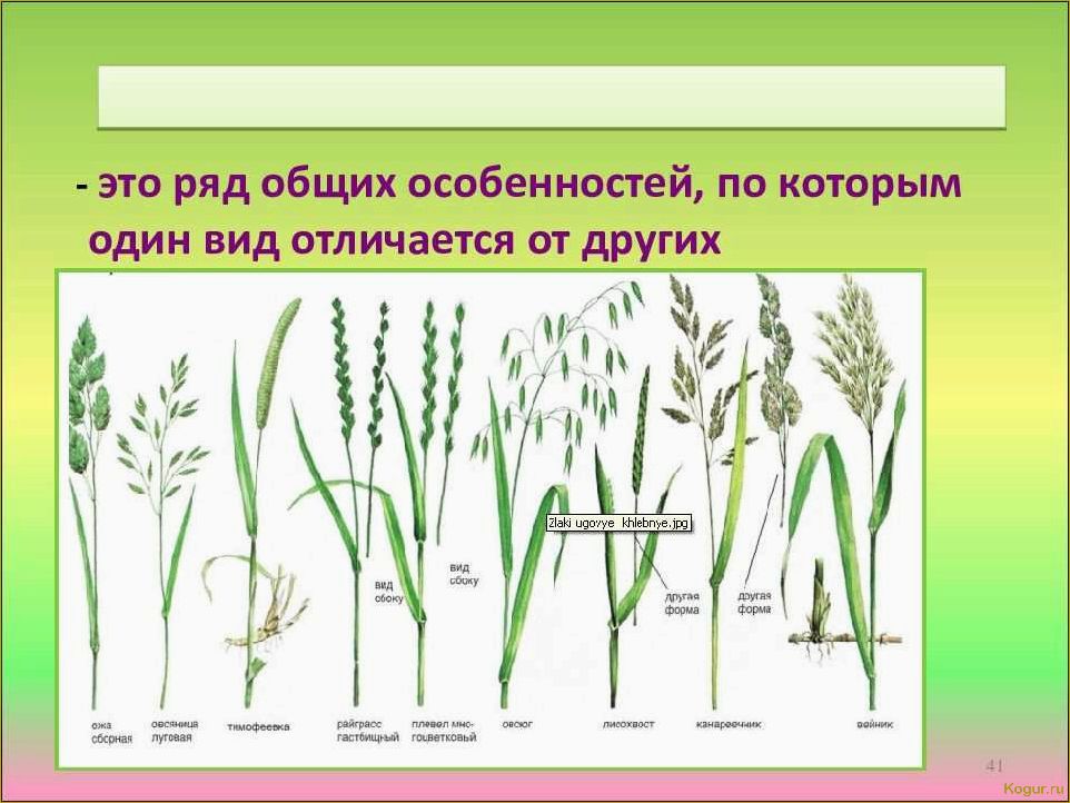 Сочная трава вика — полезный корм и симпатичное растение