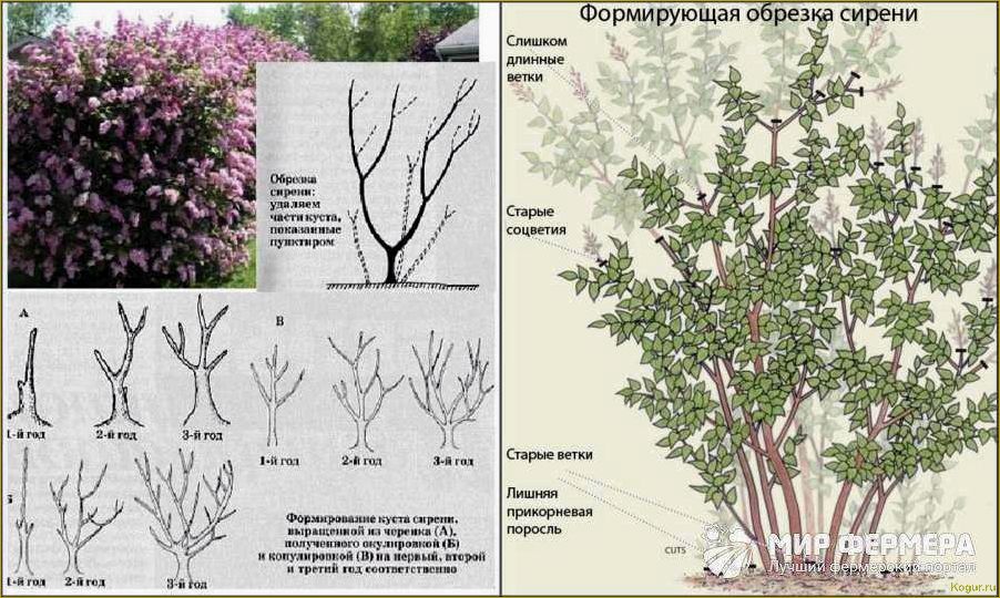 Своевременная посадка сирени и правильный уход дадут хороший результат