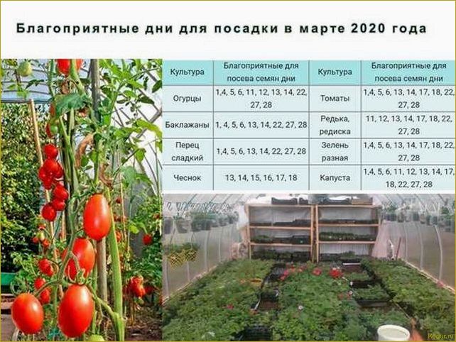 Уникальный сорт томатов Лабрадор для выращивания в теплицах и на открытом грунте