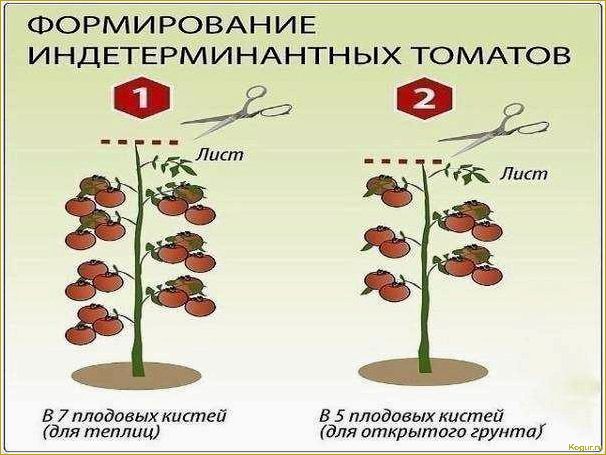 Уникальный сорт томатов Лабрадор для выращивания в теплицах и на открытом грунте