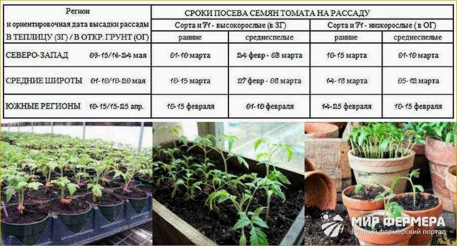 Уникальный сорт томатов Лабрадор для выращивания в теплицах и на открытом грунте