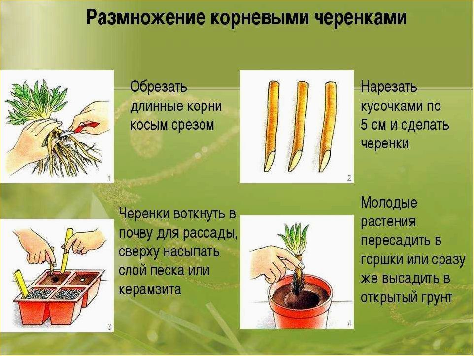 Величественный клопогон: посадка и уход в открытом грунте, техника выращивания и способы размножения