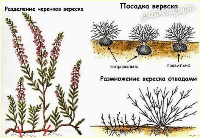 Величественный клопогон: посадка и уход в открытом грунте, техника выращивания и способы размножения