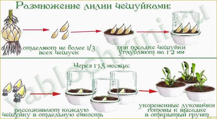 Величественный клопогон: посадка и уход в открытом грунте, техника выращивания и способы размножения