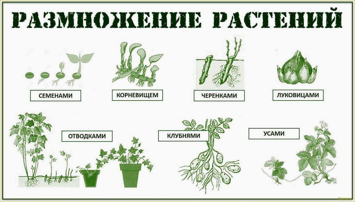 Величественный клопогон: посадка и уход в открытом грунте, техника выращивания и способы размножения