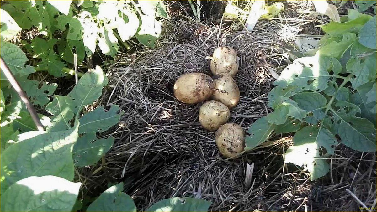 Выращивание картофеля под соломой или сеном: полезное видео руководство