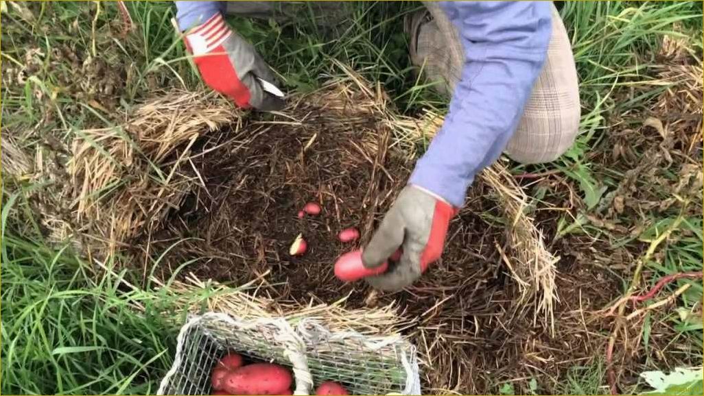 Выращивание картофеля под соломой или сеном: полезное видео руководство