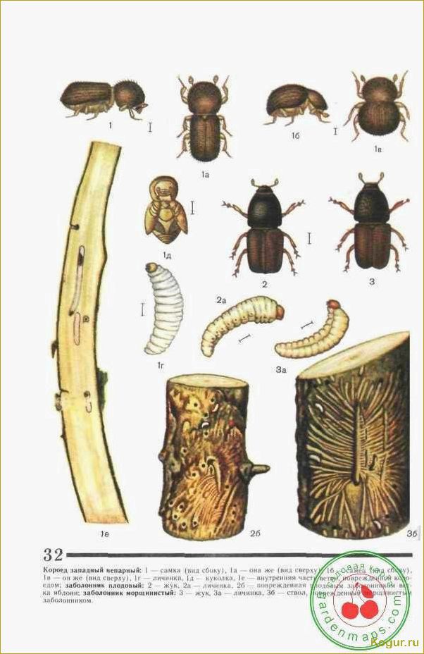 Вред от жука короеда и меры борьбы с ним в саду и в доме