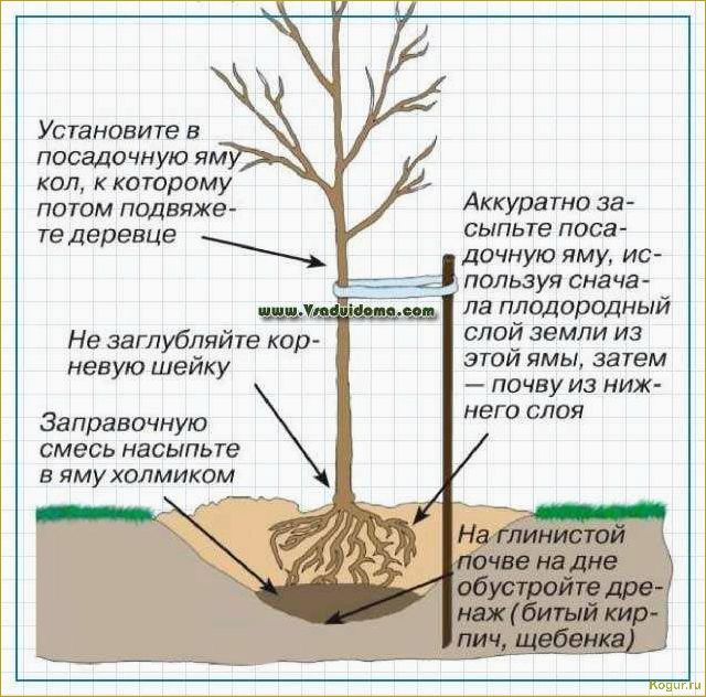 Выращивание абрикос на дачах Подмосковья