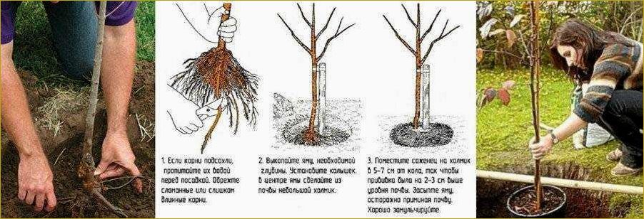 Высаживаем и растим идеальную грушу Дюшес