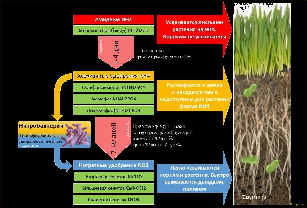 Жидкие азотные удобрения для хорошего урожая на дачном участке