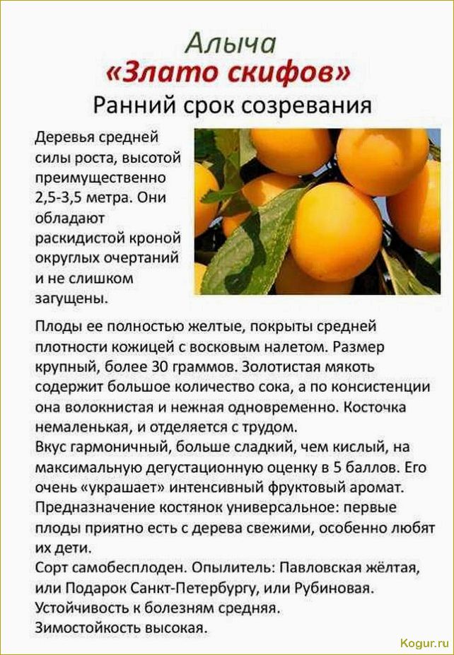 Путешествие в мир алычи Злато скифов: знакомство с этим редким плодом через описание и фотографии