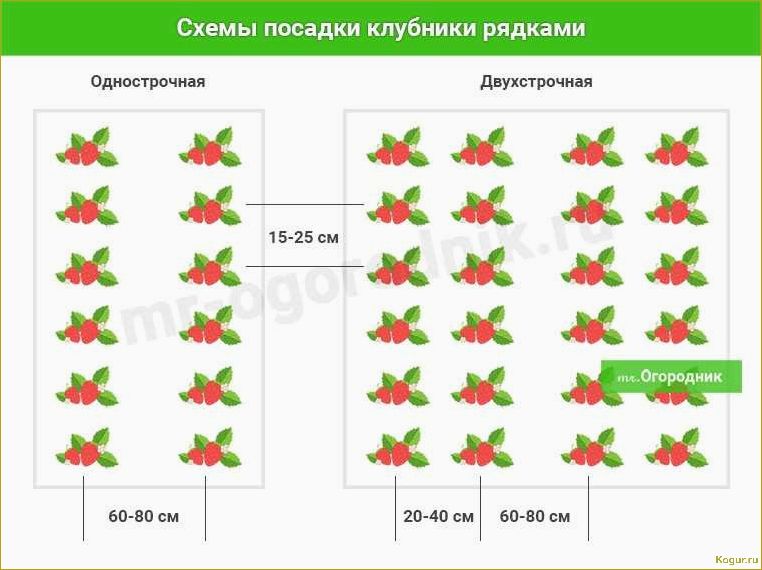 Как правильно удобрять клубничные грядки: секреты успешного урожая