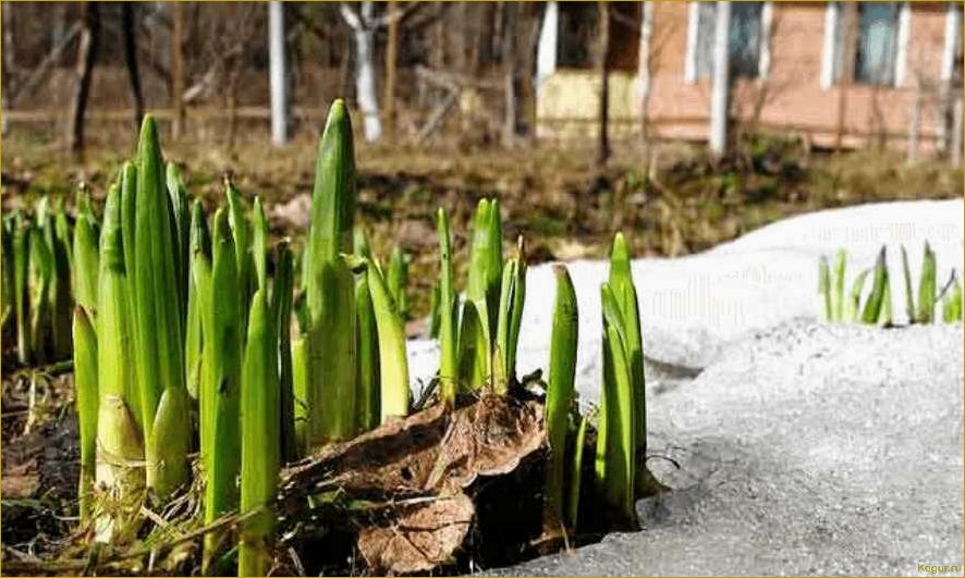 Апрельские хлопоты на огородных грядках