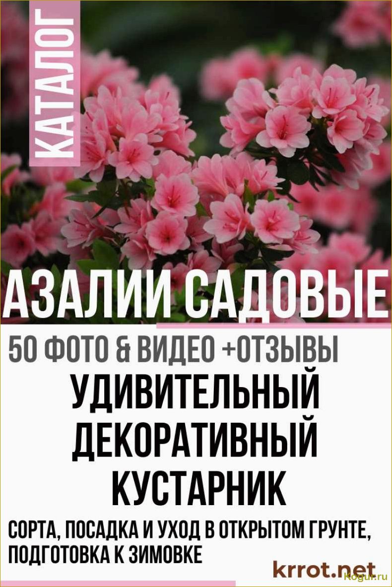 Азалия садовая: особенности ухода и посадки