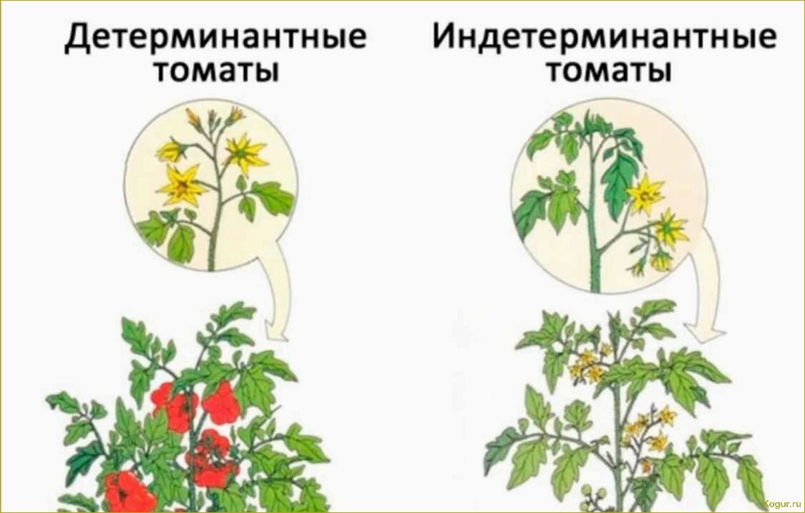 Детерминантный сорт помидор, что это?