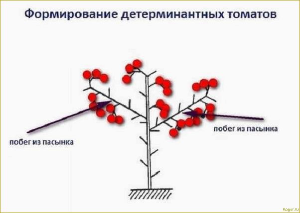 Детерминантный сорт помидор, что это?