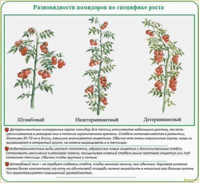 Детерминантный сорт помидор, что это?