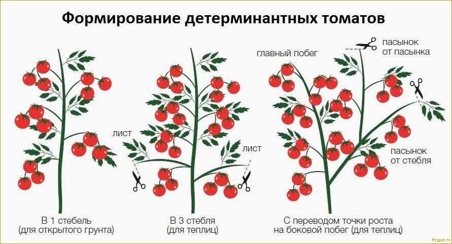 Детерминантный сорт помидор, что это?