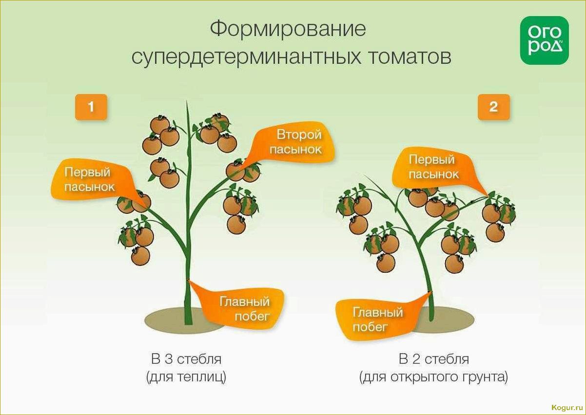 Детерминантный сорт помидор, что это?