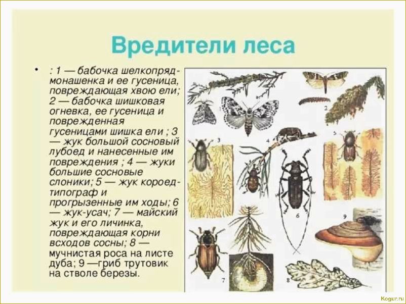 Методы, которые помогут эффективно бороться с сосновым пилильщиком