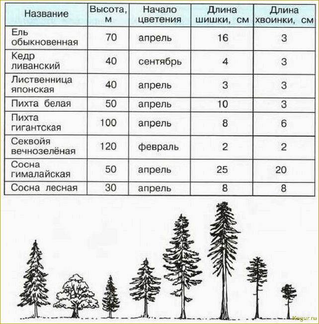 Голубая ель: как ухаживать и подкармливать различные сорта для быстрого роста