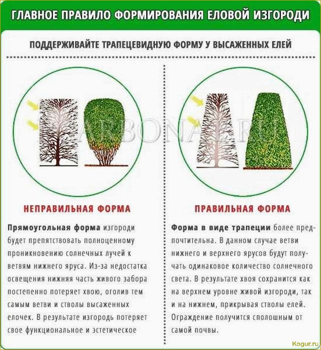 Голубая ель: как ухаживать и подкармливать различные сорта для быстрого роста