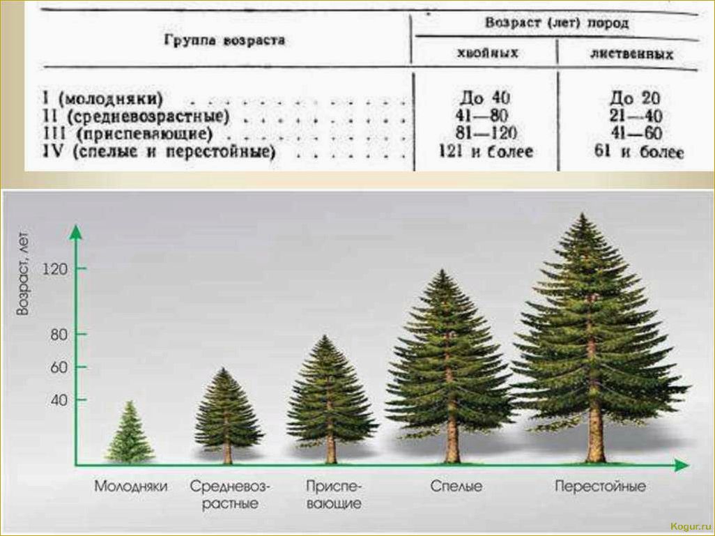 Голубая ель: как ухаживать и подкармливать различные сорта для быстрого роста